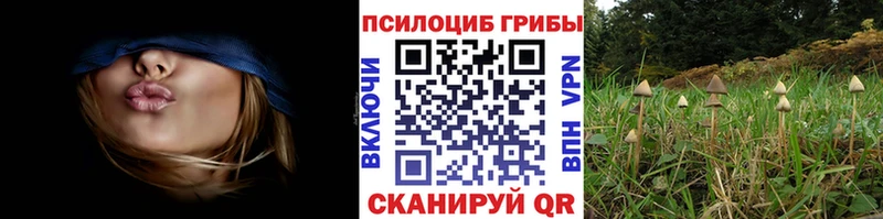 Псилоцибиновые грибы Psilocybine cubensis  Елабуга 